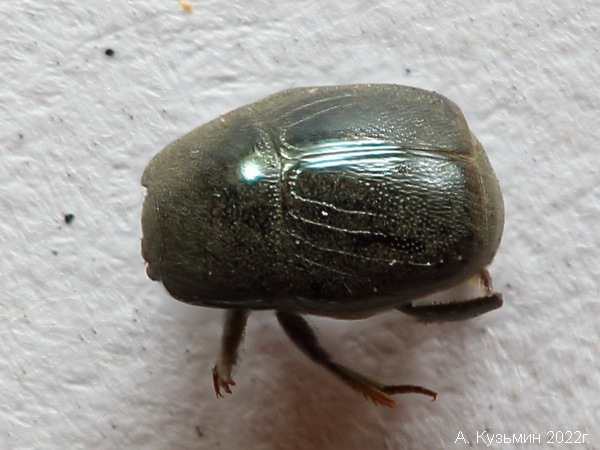 Карапузик Hypocacculus rubripes