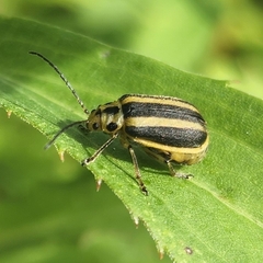 Trirhabda canadensis