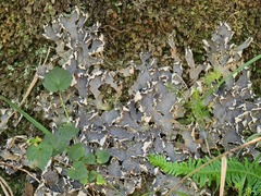 Peltigera