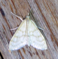 Paracorsia repandalis