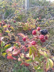 Rubus laciniatus