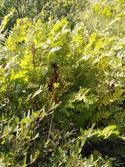 Osmunda regalis