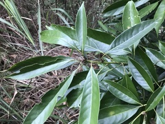 Lithocarpus brevicaudatus