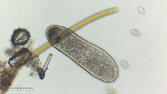Ciliophora
