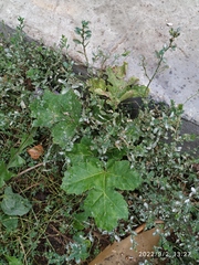 Heracleum sosnowskyi