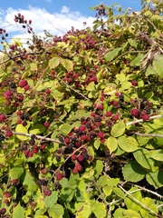 Rubus fruticosus