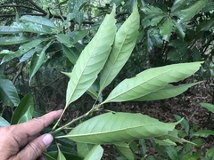 Lithocarpus brevicaudatus