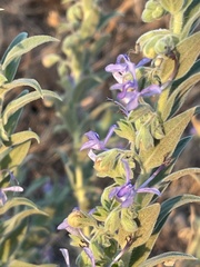 Trichostema lanceolatum