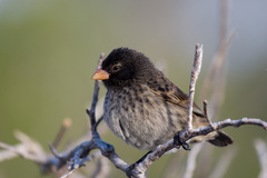 Small Ground Finch photo 2