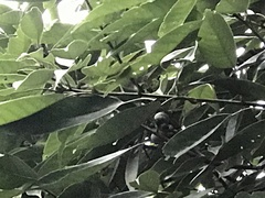 Lithocarpus brevicaudatus