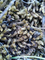 Hypnum cupressiforme lacunosum