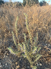 Trichostema lanceolatum
