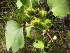 Xanthium orientale