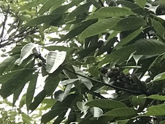 Lithocarpus brevicaudatus