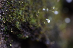 Utricularia striatula