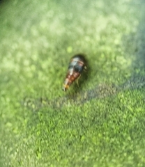 Sepedophilus