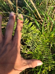 Tephrosia virginiana