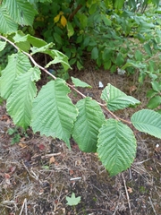 Ulmus glabra