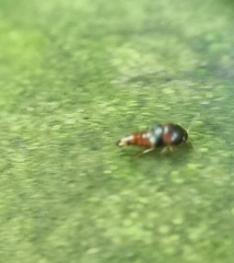 Sepedophilus