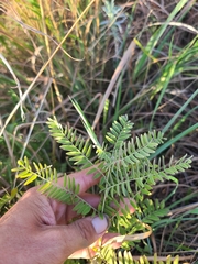 Tephrosia virginiana