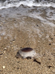Cotylorhiza tuberculata