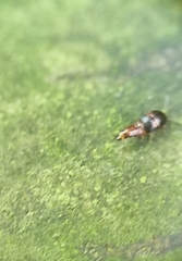 Sepedophilus