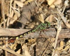 Paragomphus elpidius