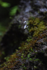 Utricularia striatula