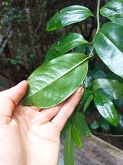 Eupomatia laurina