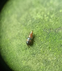 Sepedophilus