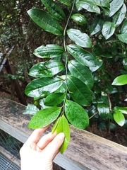 Eupomatia laurina
