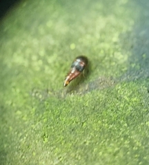 Sepedophilus