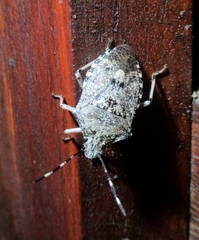 Rhaphigaster nebulosa