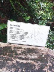 Eupomatia laurina