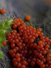 Hydropisphaera peziza