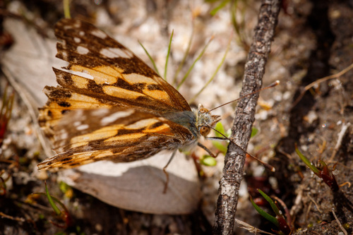 Australian Painted Lady