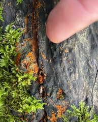 Hydropisphaera peziza