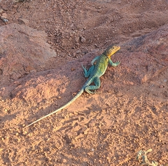 Crotaphytus collaris