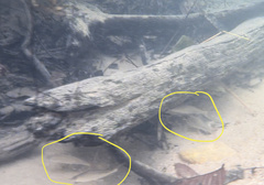 Labiobarbus leptocheilus