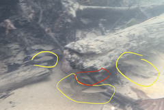 Labiobarbus leptocheilus