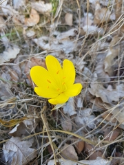 Sternbergia lutea