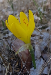 Sternbergia lutea