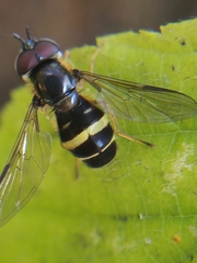 Dasysyrphus tricinctus