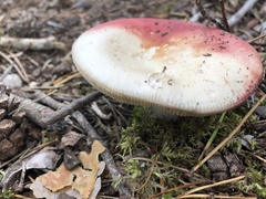 Russula sanguinea