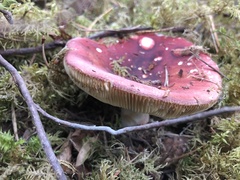 Russula sanguinea