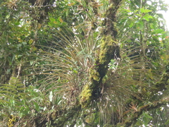 Tillandsia longifolia