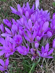 Colchicum