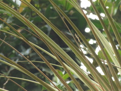 Tillandsia longifolia