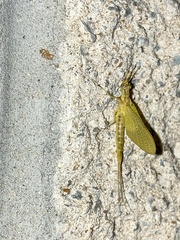Hexagenia