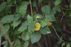 Cameraria guttifinitella